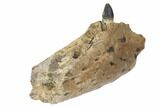 Cretaceous Crocodilian Jaw Section - Hell Creek Formation #144138-3